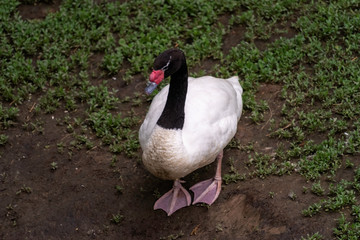 Black Necked Swan (Cygnus melancoryphus)