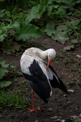white stork (Ciconia ciconia)