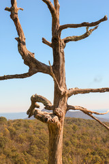 Dead Tree