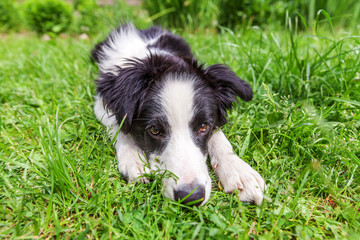 Funny outdoor portrait of cute smilling puppy border collie lying down on grass background. New lovely member of family little dog gazing and waiting for reward. Pet care and animals concept