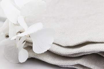 white hydrangea closeup flower blossom light 