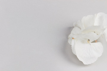 white hydrangea closeup flower blossom light grey background