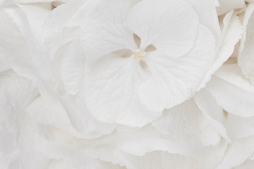 white hydrangea closeup flower blossom light 