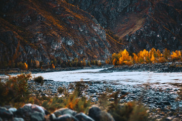 Fototapeta na wymiar An autumn view of a bend of a mountain river Katun turning to the right; fall in Altai mountains with hill range in the background, yellowed trees on a riverbank, plenty of round stones and bushes