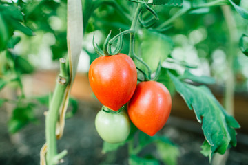 Fresh ripe natural tomatoes in the garden.