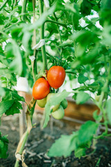 Fresh ripe natural tomatoes in the garden.