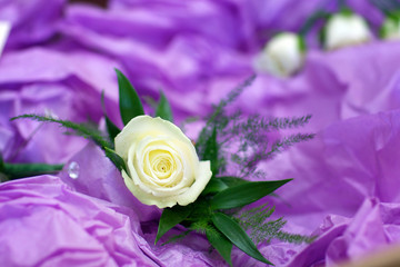 white single rose on purple velvet wedding button hole