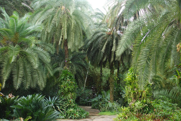 Fototapeta na wymiar palm tree in tropical garden