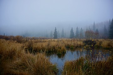Foggy pond