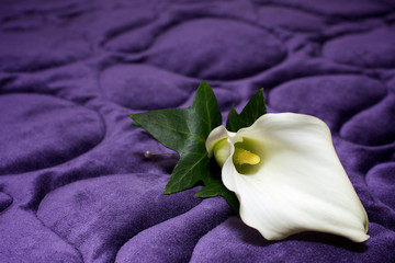 White wedding flower buttonhole on purple velvet background