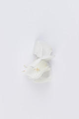 Fototapeta na wymiar flatlay minimalistic white hydrangea light grey