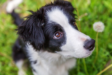 Funny outdoor portrait of cute smilling puppy border collie sitting on grass background. New lovely member of family little dog gazing and waiting for reward. Pet care and animals concept