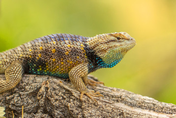 DESERT SPINY LIZARD  Sceloporus magister in Arizona