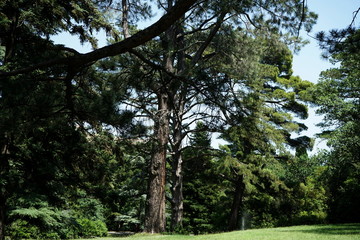 large trees in an old summer Park
