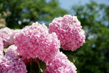 pink hydrangea flowers in the Park