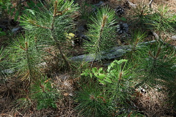 young pine trees in the forest