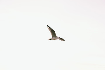 Obraz premium Seagull flying isolate on white background.