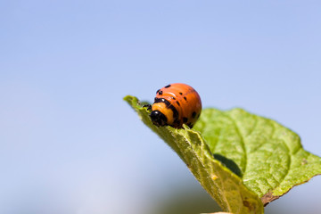 colorado beetle