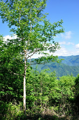 Obraz premium 新緑の奥多摩