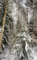 coniferous trees, spruce
