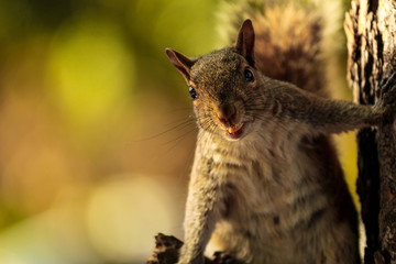 Wild Grey Squirrel Eating a Nut