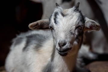 portrait of a goat