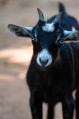 Goat Portrait 