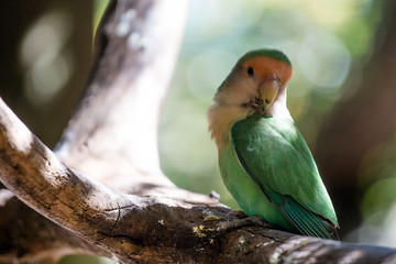 Love Bird 