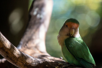 Love Bird 