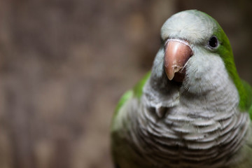 Feral Monk Parrot / Quaker Parrot 