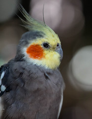 Portrait of a Cockatiel 