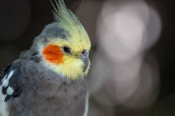 Portrait of a Cockatiel 
