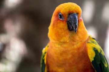 Sun Conure Parakeet 