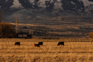 herd of cows on pasture at sunset