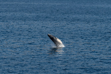 Fototapeta premium Humpback Whale breaching