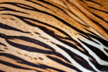 beautiful tiger fur, Real tiger skin fur texture for background