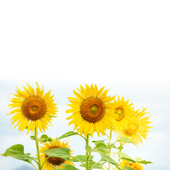 Fototapeta premium Sunflower natural background. Sunflower blooming. Close-up of sunflower.