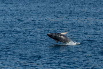 Obraz premium Humpback Whale breaching