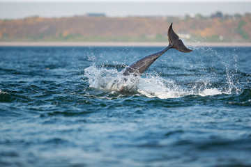 Fototapeta premium leaping bottlenose dolphin