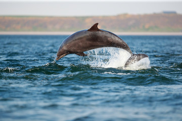 leaping bottlenose dolphin - obrazy, fototapety, plakaty