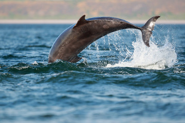 Obraz premium leaping bottlenose dolphin