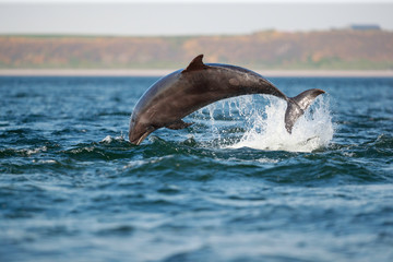 leaping bottlenose dolphin