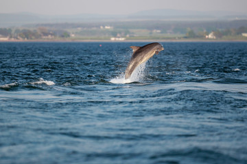 Fototapeta premium leaping bottlenose dolphin