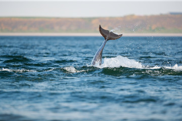 Naklejka premium leaping bottlenose dolphin