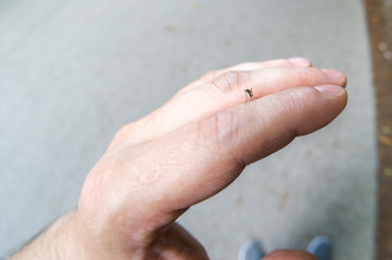 Mosquito hungry for blood on the hand of man