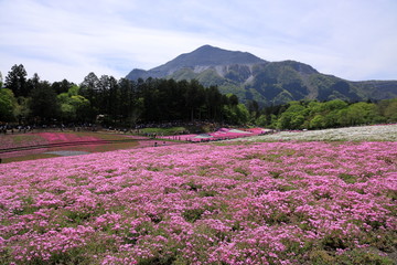 Obraz premium 羊山公園の芝桜