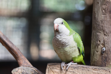 Monk Parrot / Quaker Parakeet Bird 