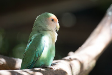 Parrot on a Branch 