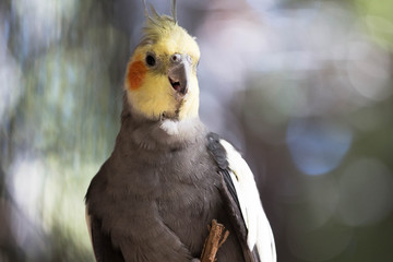 Happy Cockatiel Bird 