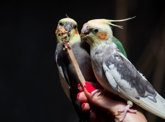 Birds eating in an Aviary 